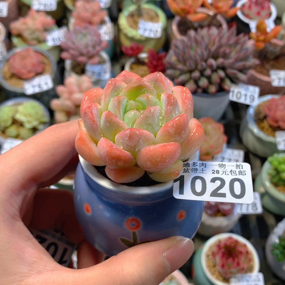 5厘米盆精控多肉1020