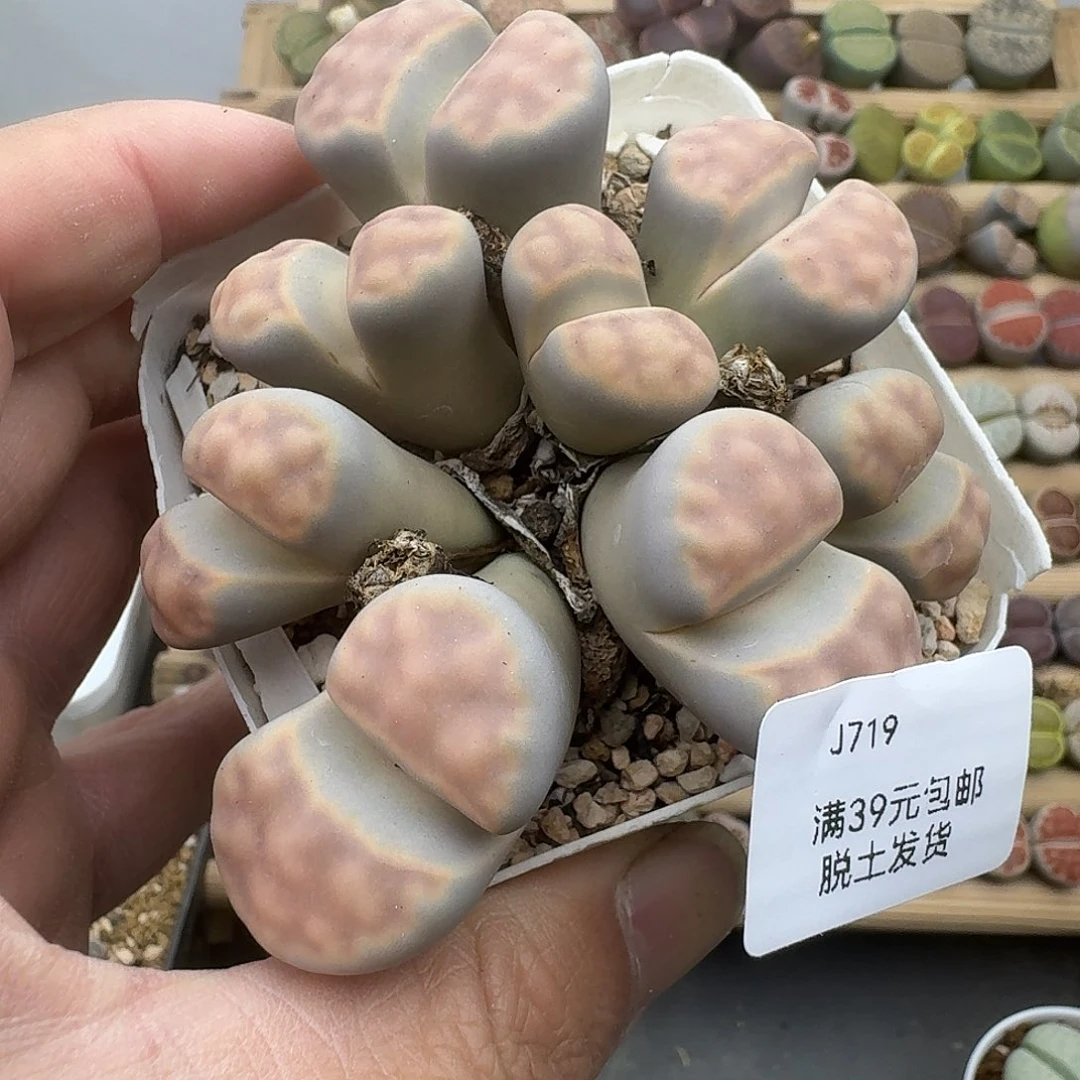 719多肉哈哈哈哈哈哈