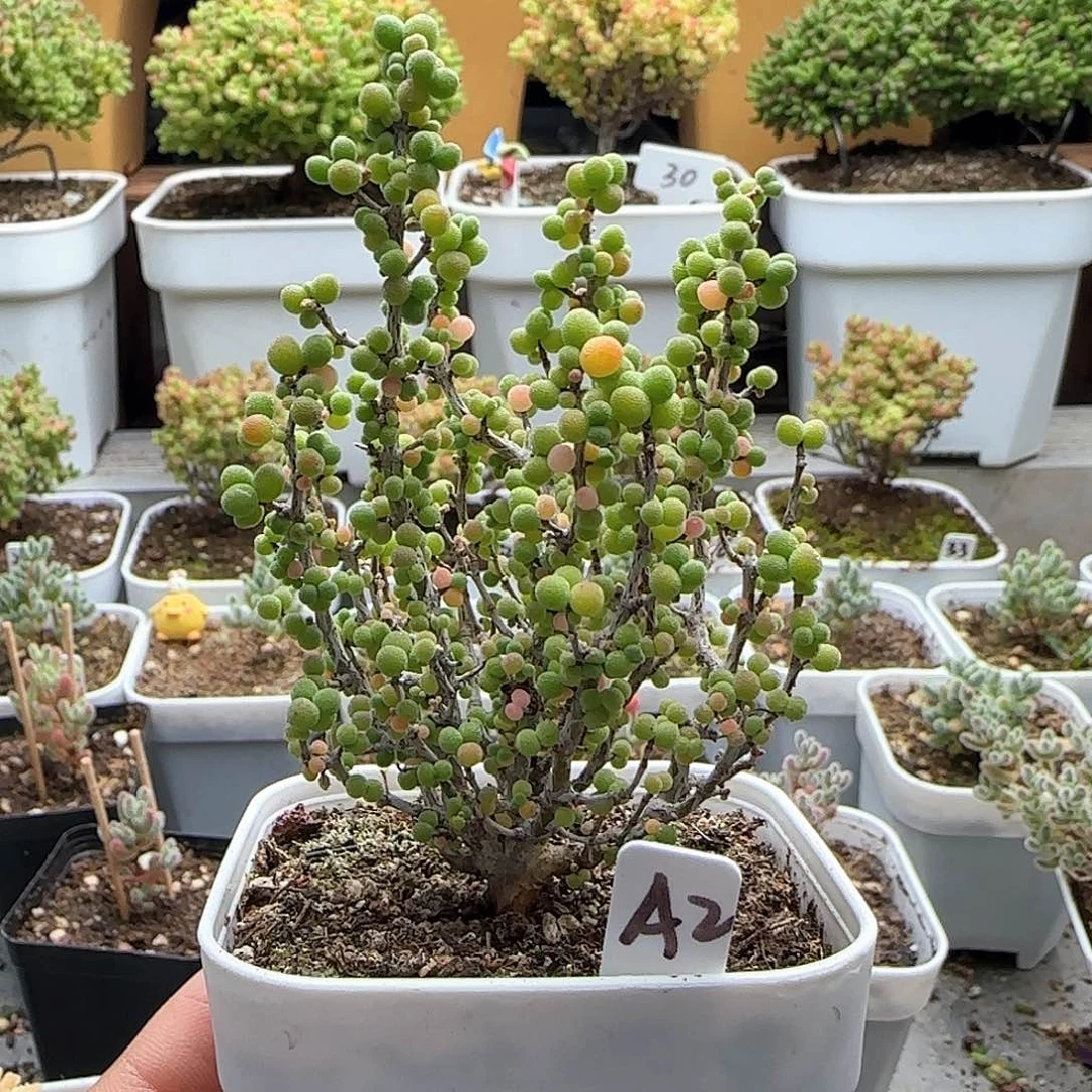 实生米粒枝干番杏