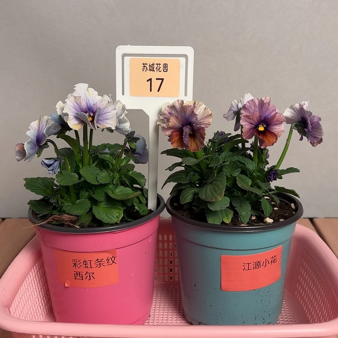 大部分开放少量花苞17