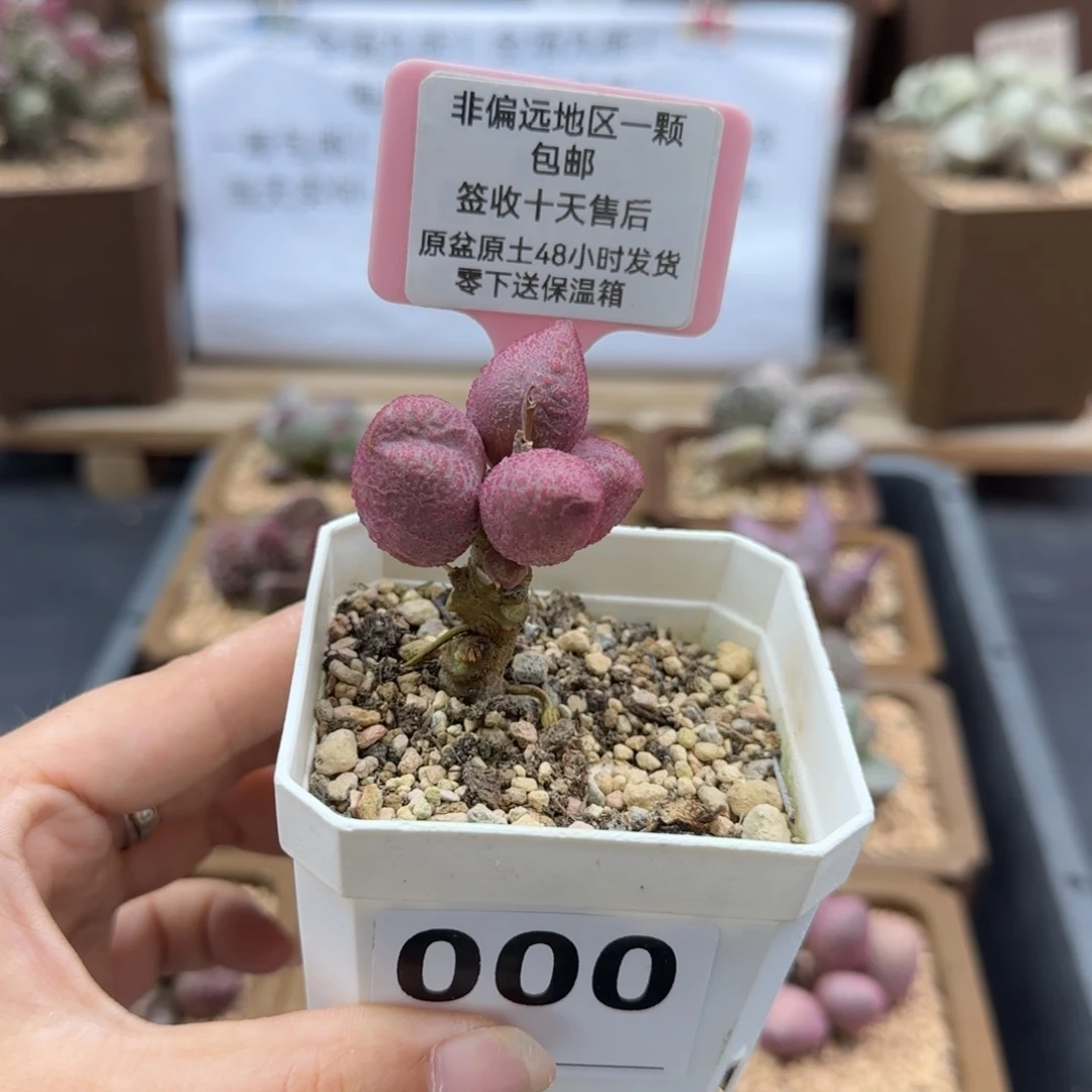 000糖果微瑕多肉植物