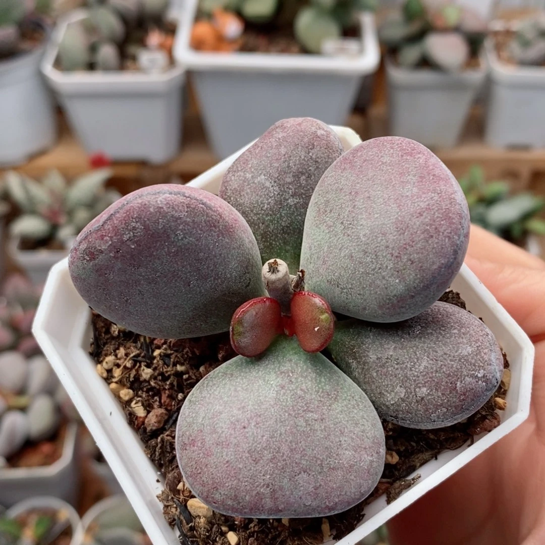 捧花型球球紫蛋水泡多肉植物