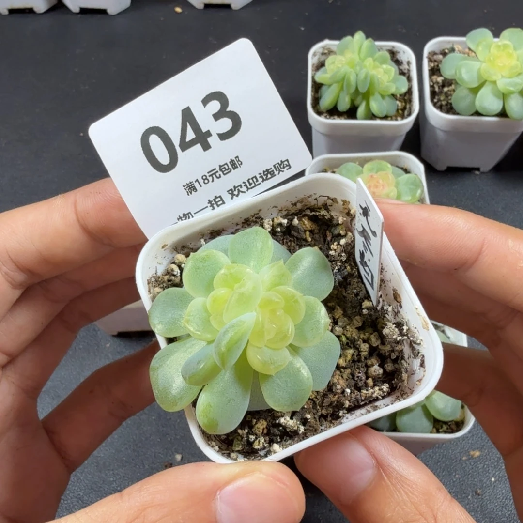 无尽灯一头双心043