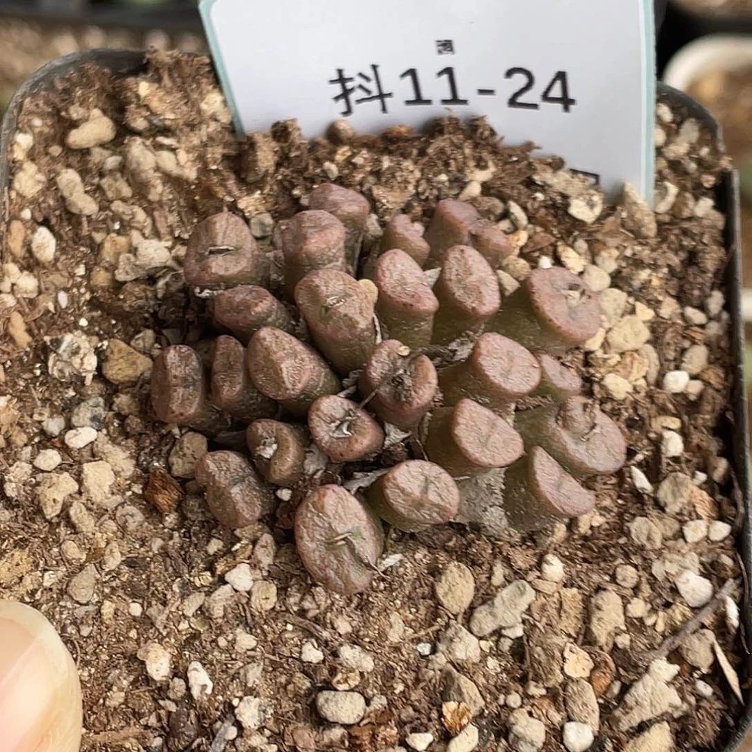 小*灰11-24肉锥多肉植物