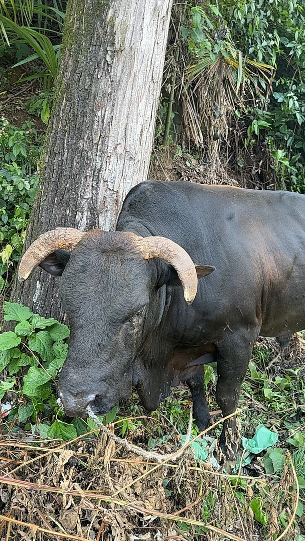 张家界山区 农家放养吃百草 土黄牛肉 散装现称