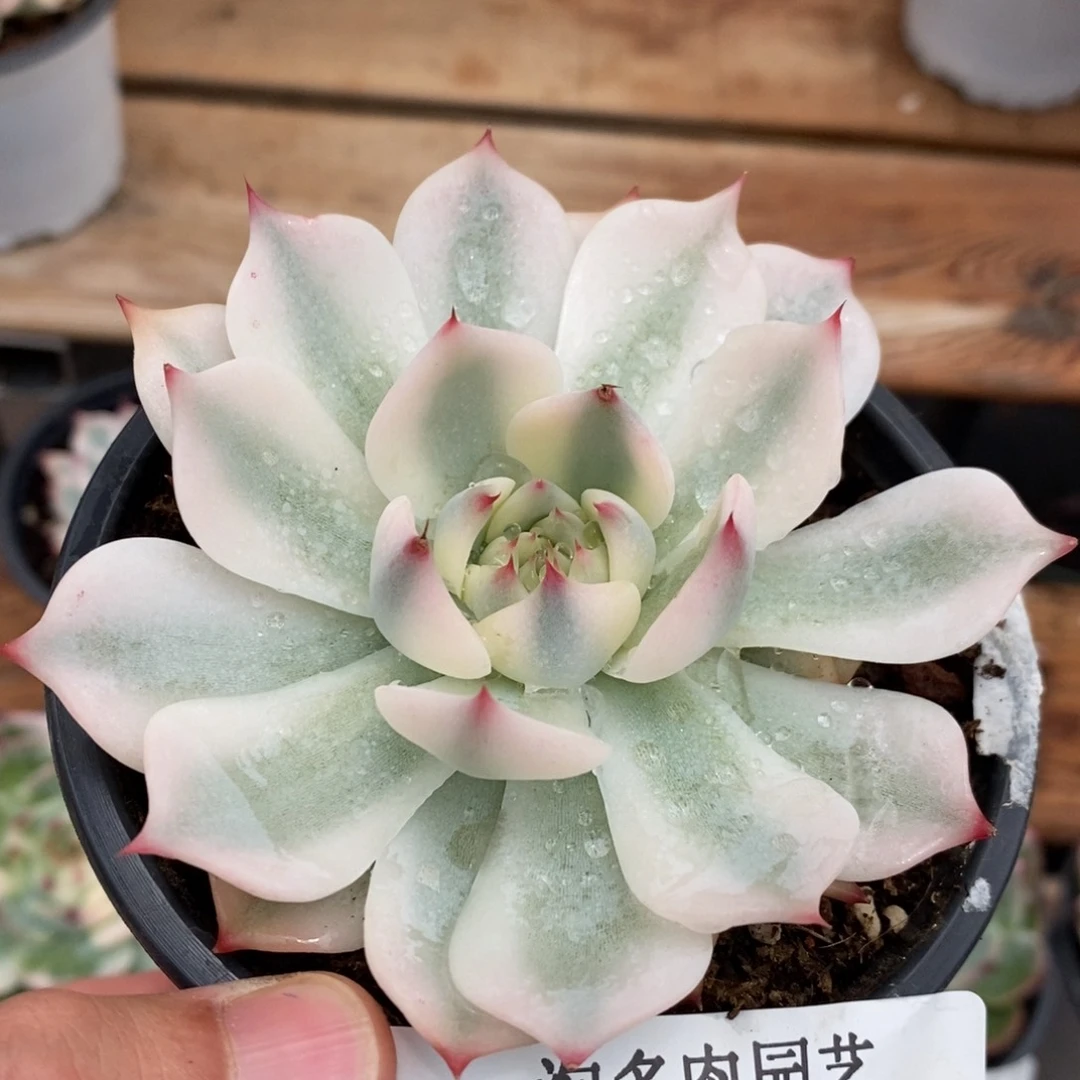 吉娃娃锦多肉植物0209