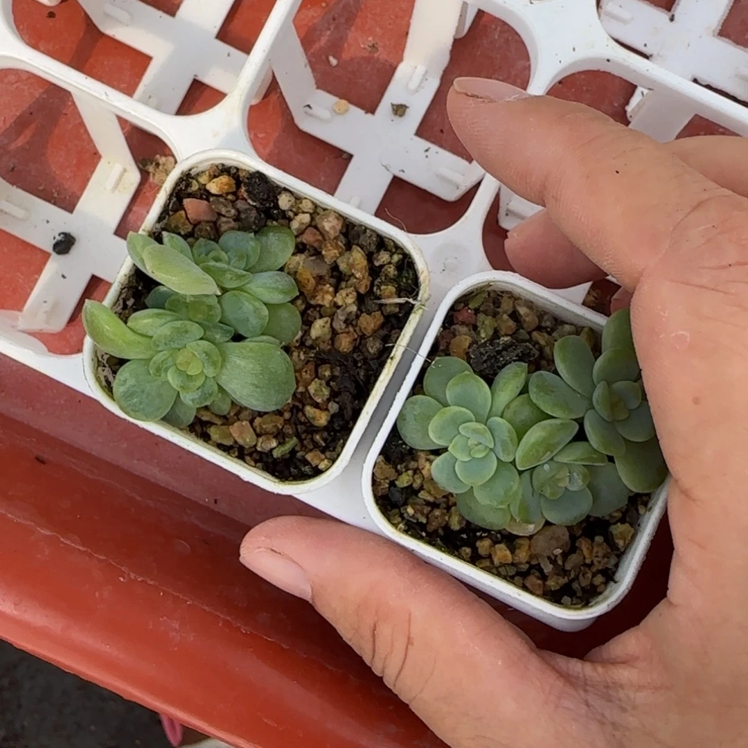 优西米露三头中苗盆一个满20包邮