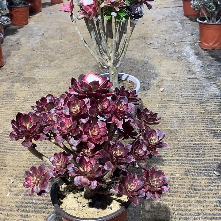 41，丽娜多肉法师多肉法师