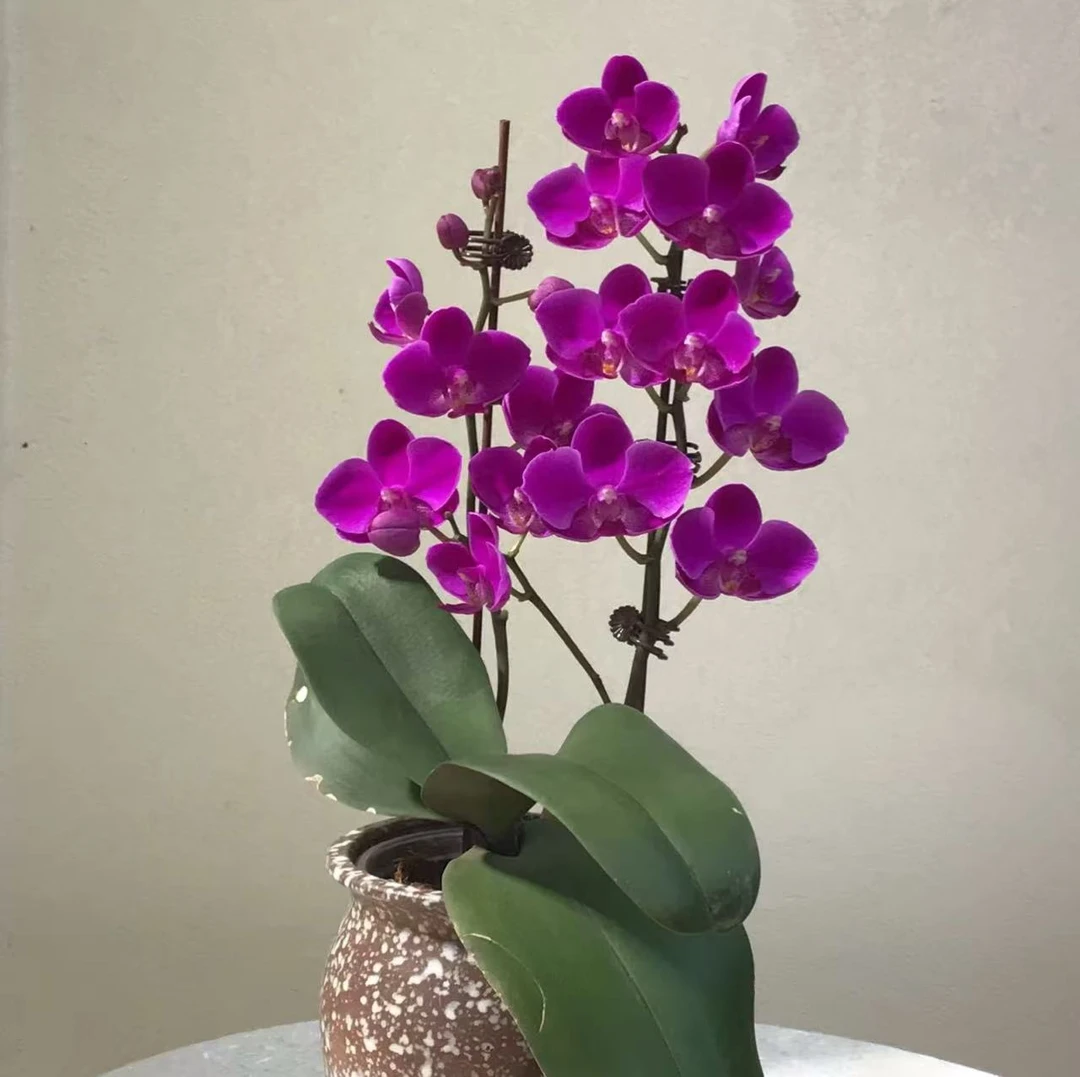 【满天红】精品蝴蝶兰花室内阳台办公室高端花卉绿植盆栽年宵花