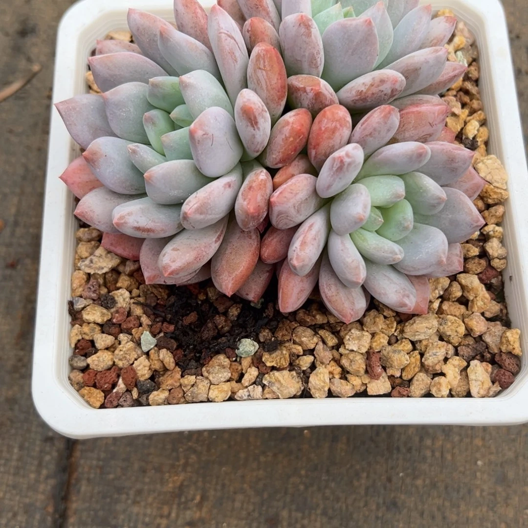 指***官半夏 指挥官 发货