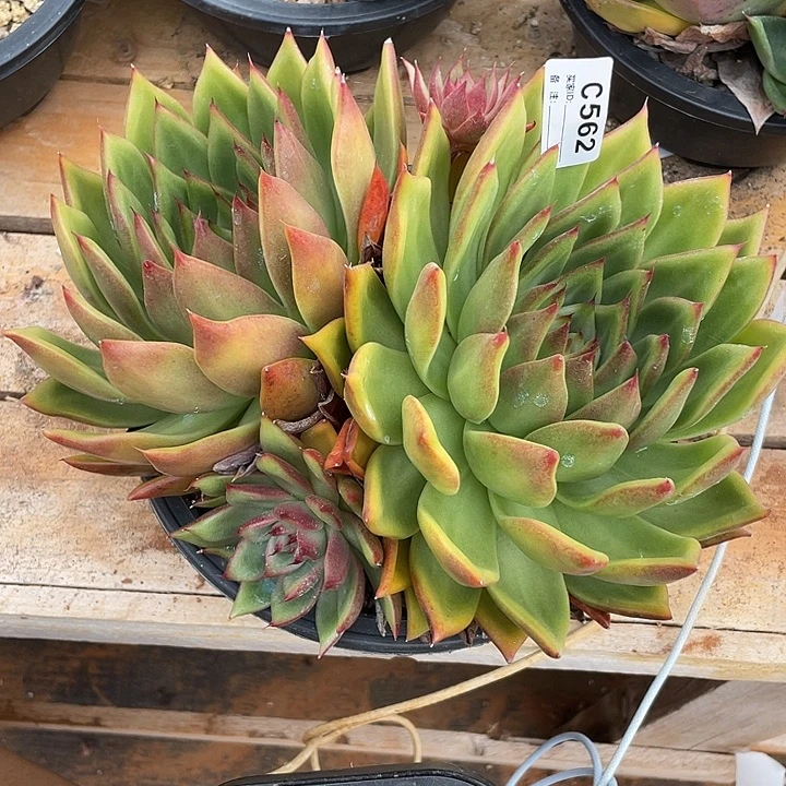 若茹东云单拍C562