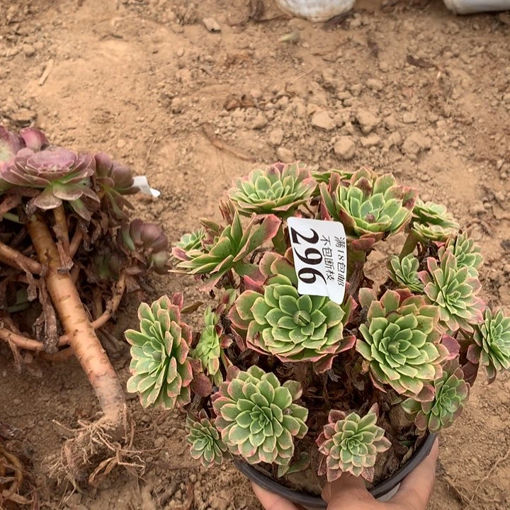 296朝霞绣球2haopeng