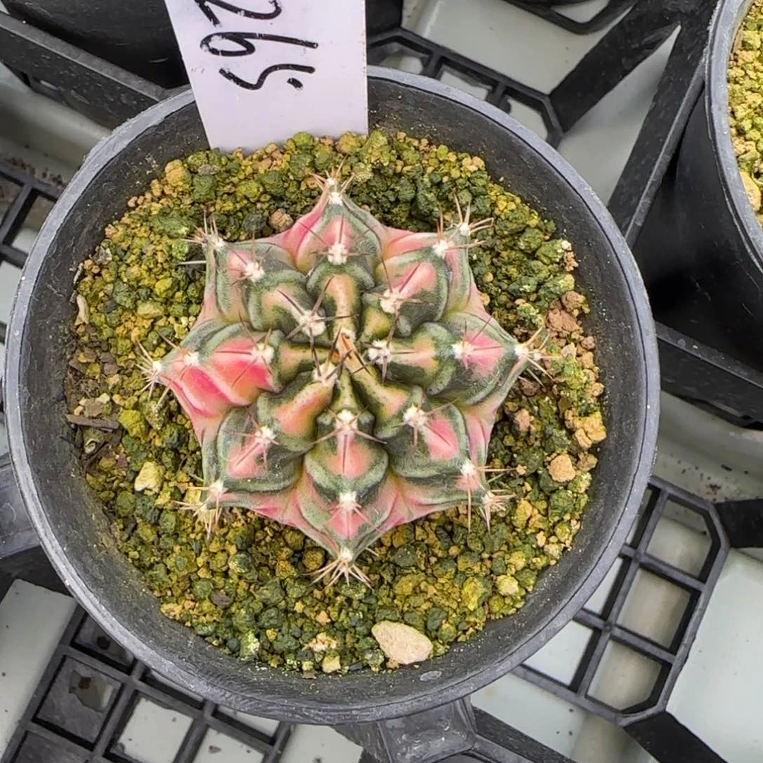 265/0309脱土发九秒钟多肉