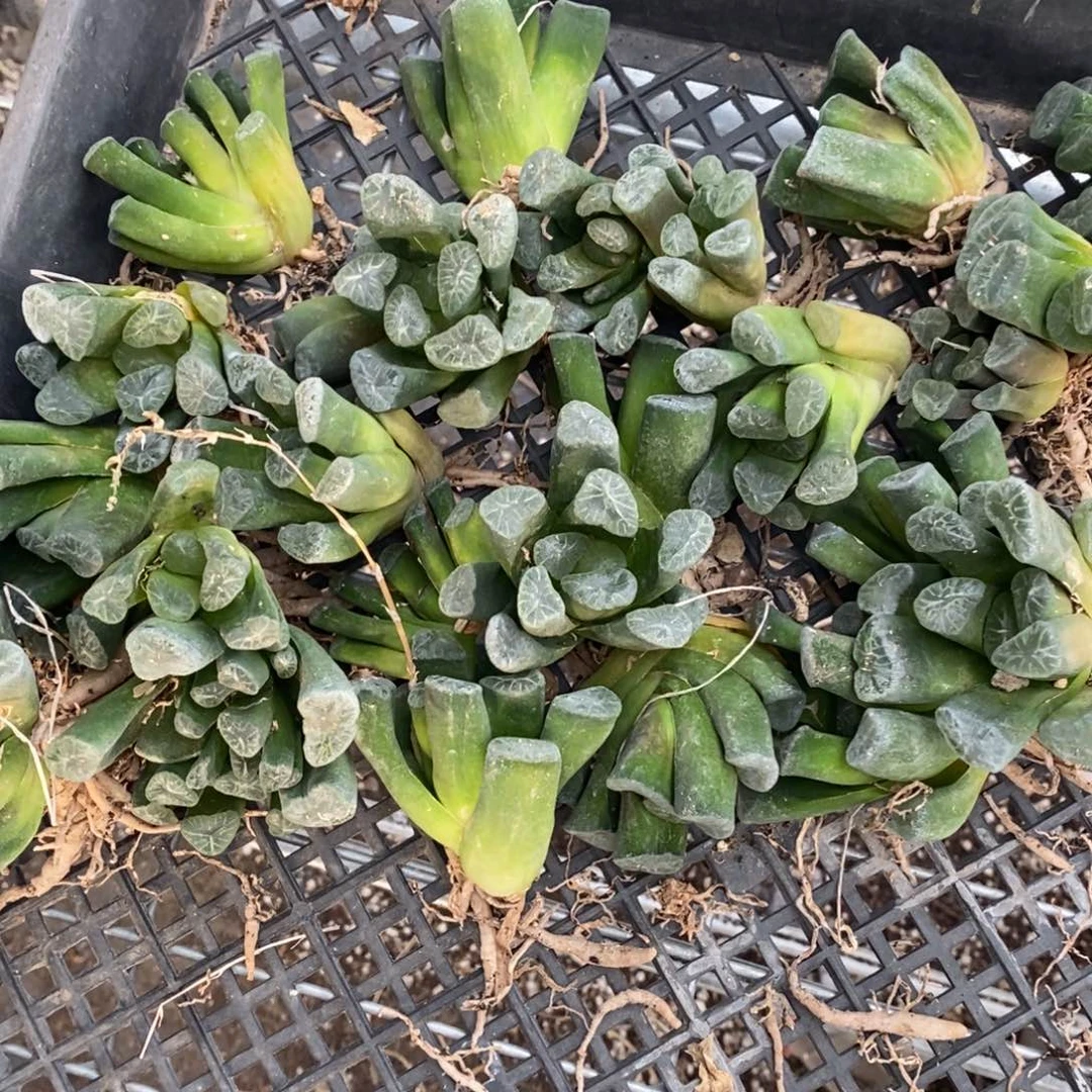 2572 一颗实生万象 整点福利 开盲盒活动