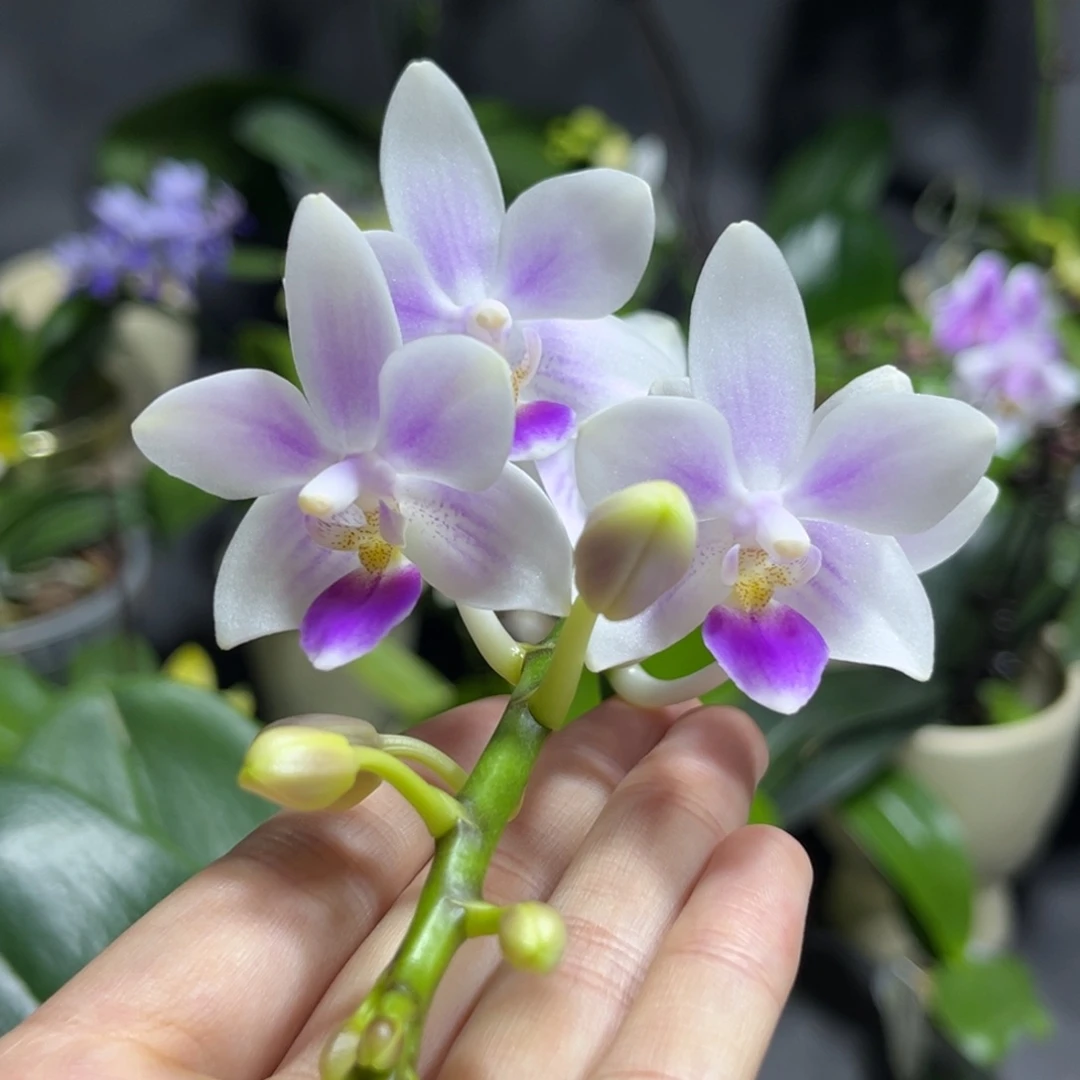 完全开放3.5寸雪花交eq开花株