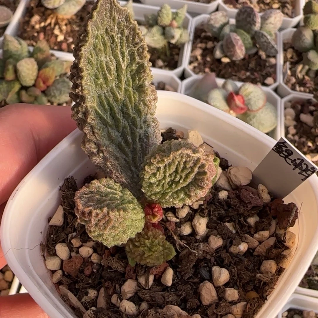 鲲鹏水泡多肉植物