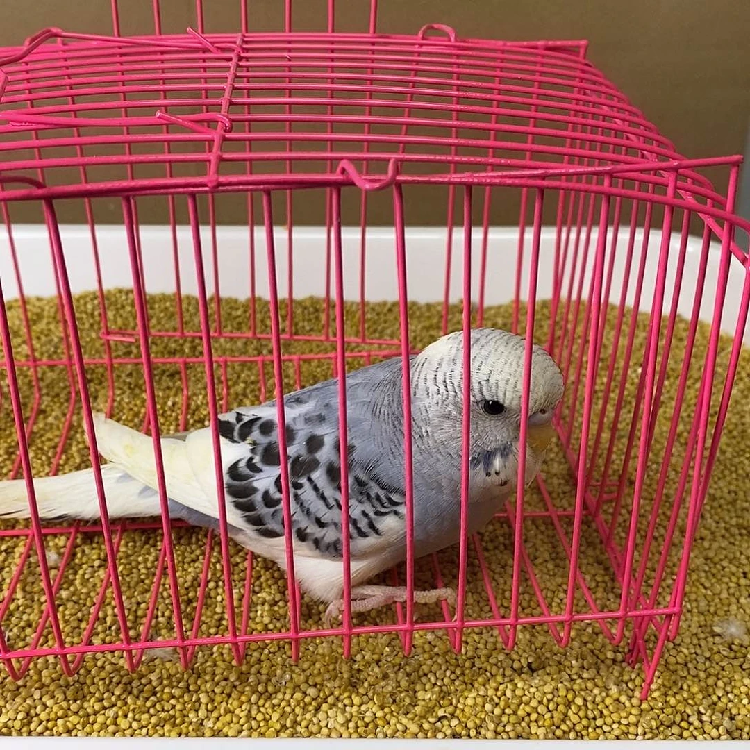 虎皮鹦鹉大头虎皮