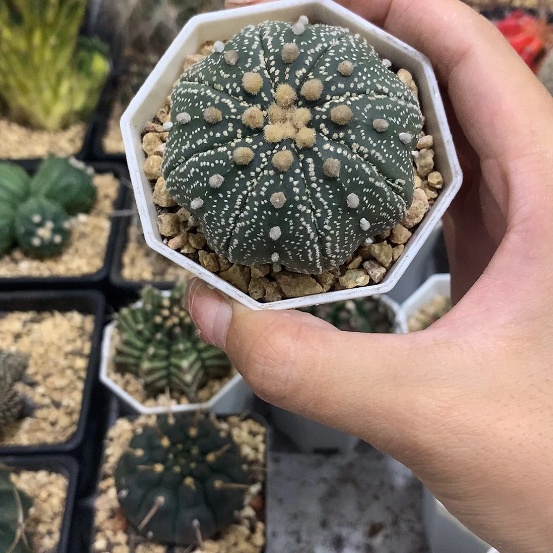 当前无花栽培后可以开花实生根海星腿兜