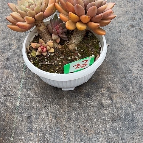 28象牙带盆一个多