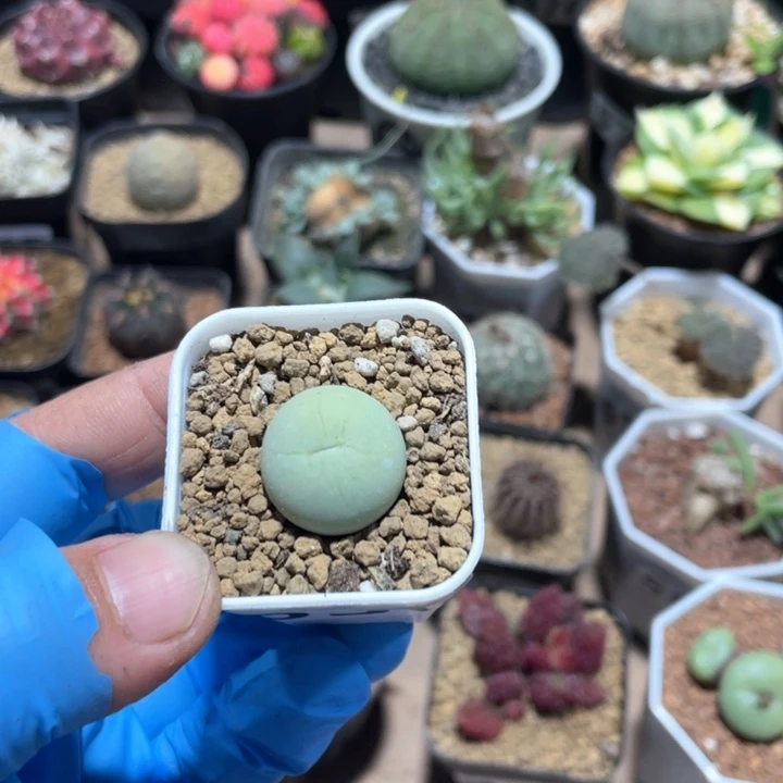 深**户636鸽子蛋一颗植物