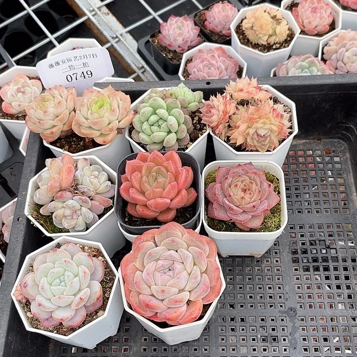 薇薇安园艺多肉0749