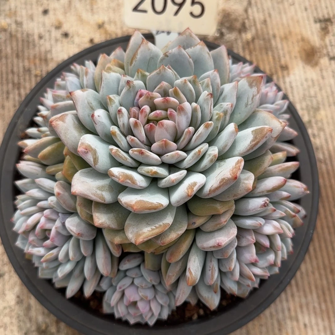 2095。      星星橙