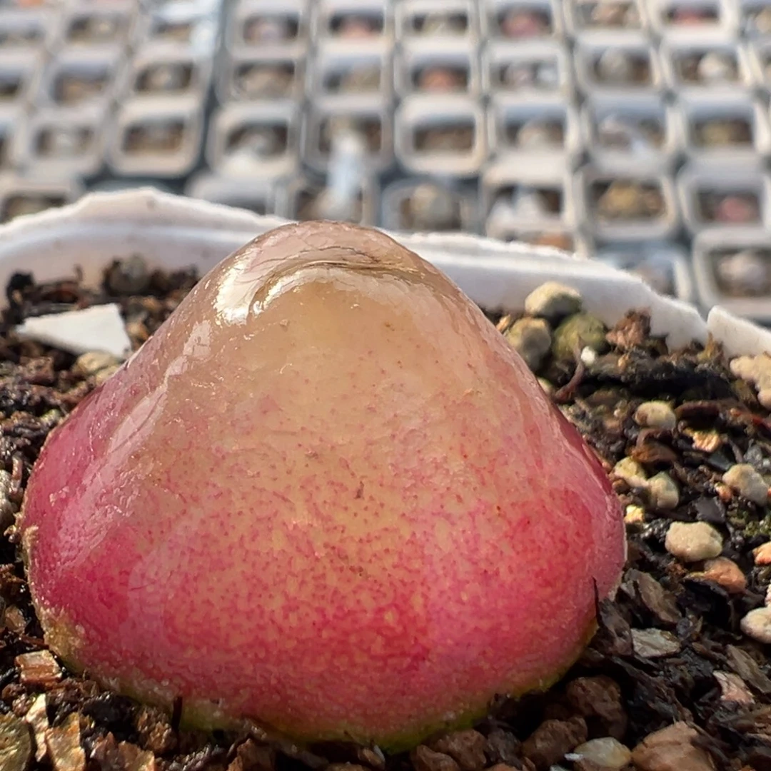 93多肉植物百科植物