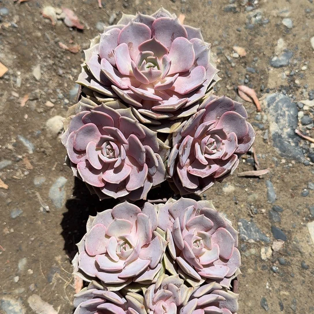 粉蝶群生多肉植物