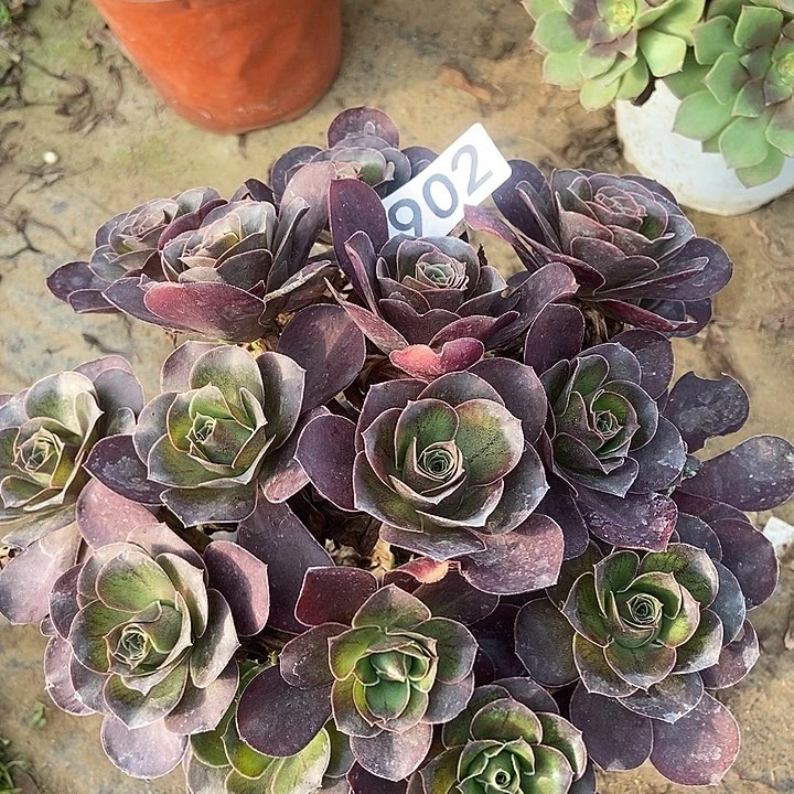 美金朵朵902多肉不包断