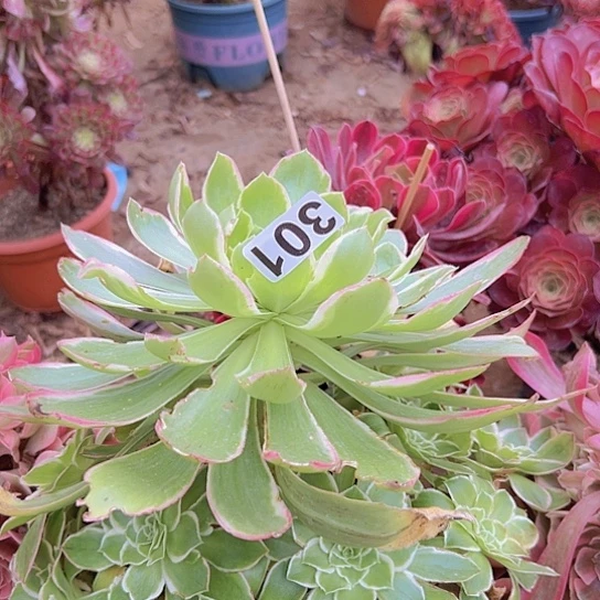 花***嘟多肉植物一个缺枝