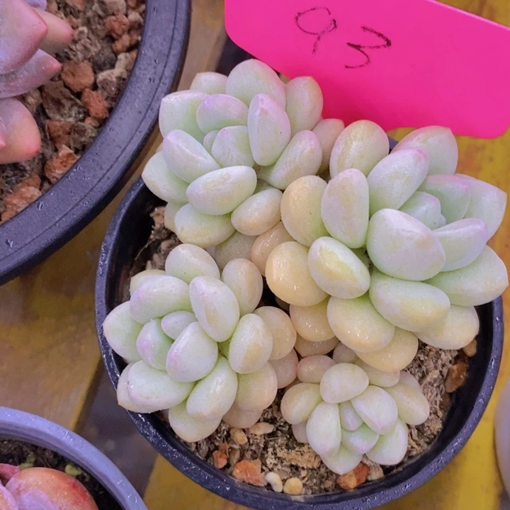 开心多肉植物多肉