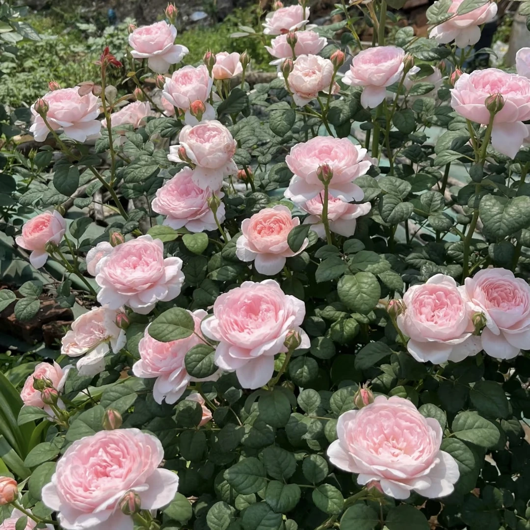 【1.5米高 瑞典女王】藤本月季蔷薇花爬藤庭院大花阳台花卉盆栽
