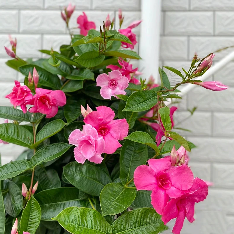 重瓣飘香藤(爬藤植物 耐热 花期长)庭院阳台开花植物