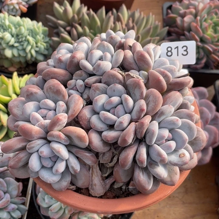 哈哈哈哈哈哈哈哈哈813