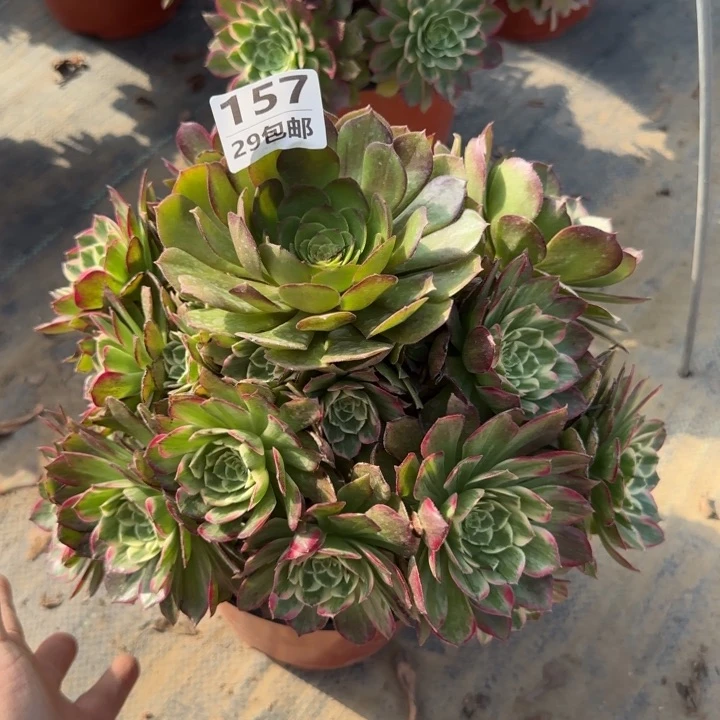 莲花……多肉植物……