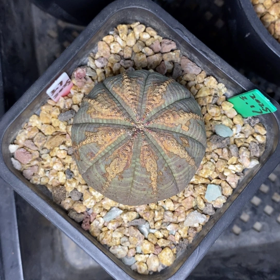 17 欧系实生布纹球多肉植物