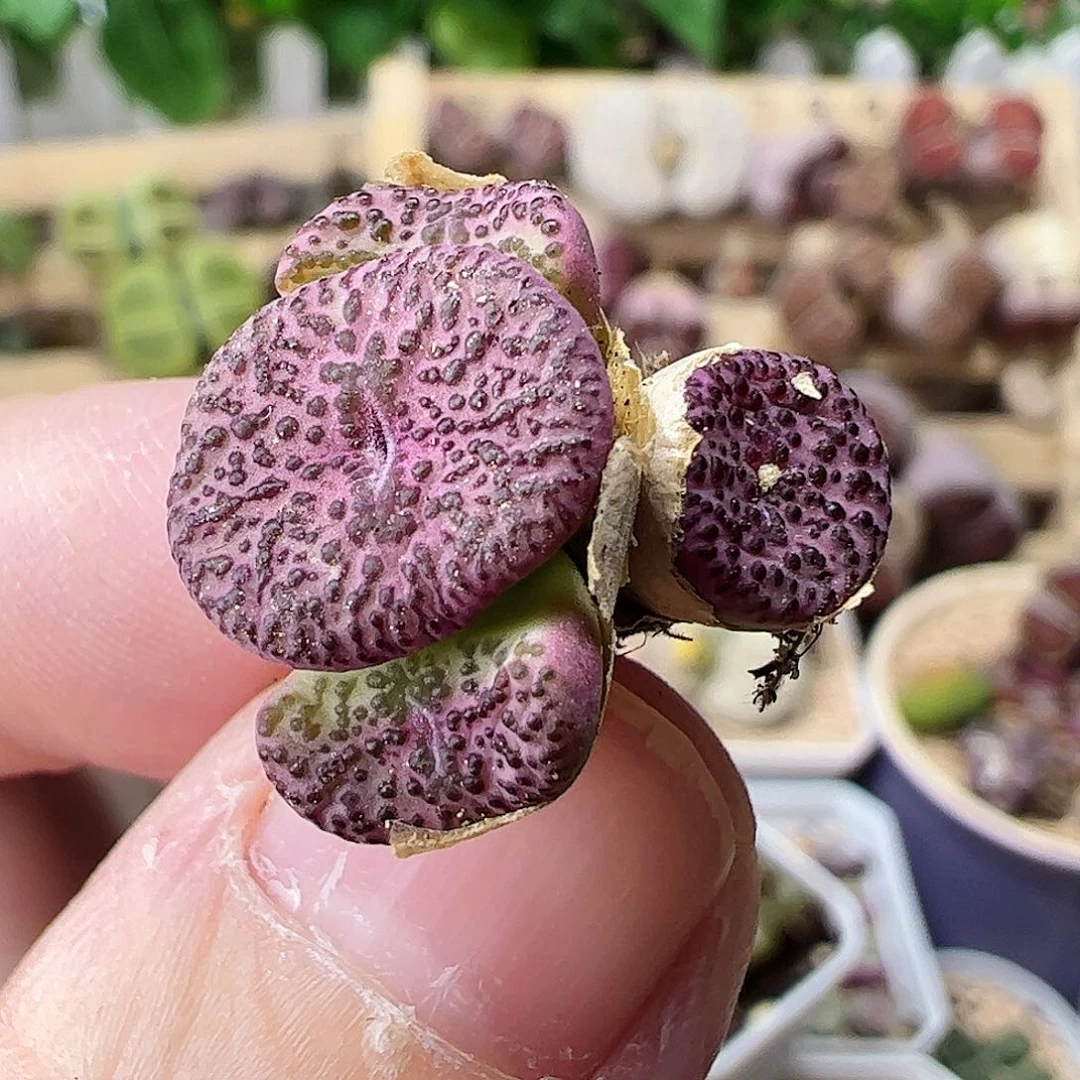无花朵霓虹安贞一颗包邮