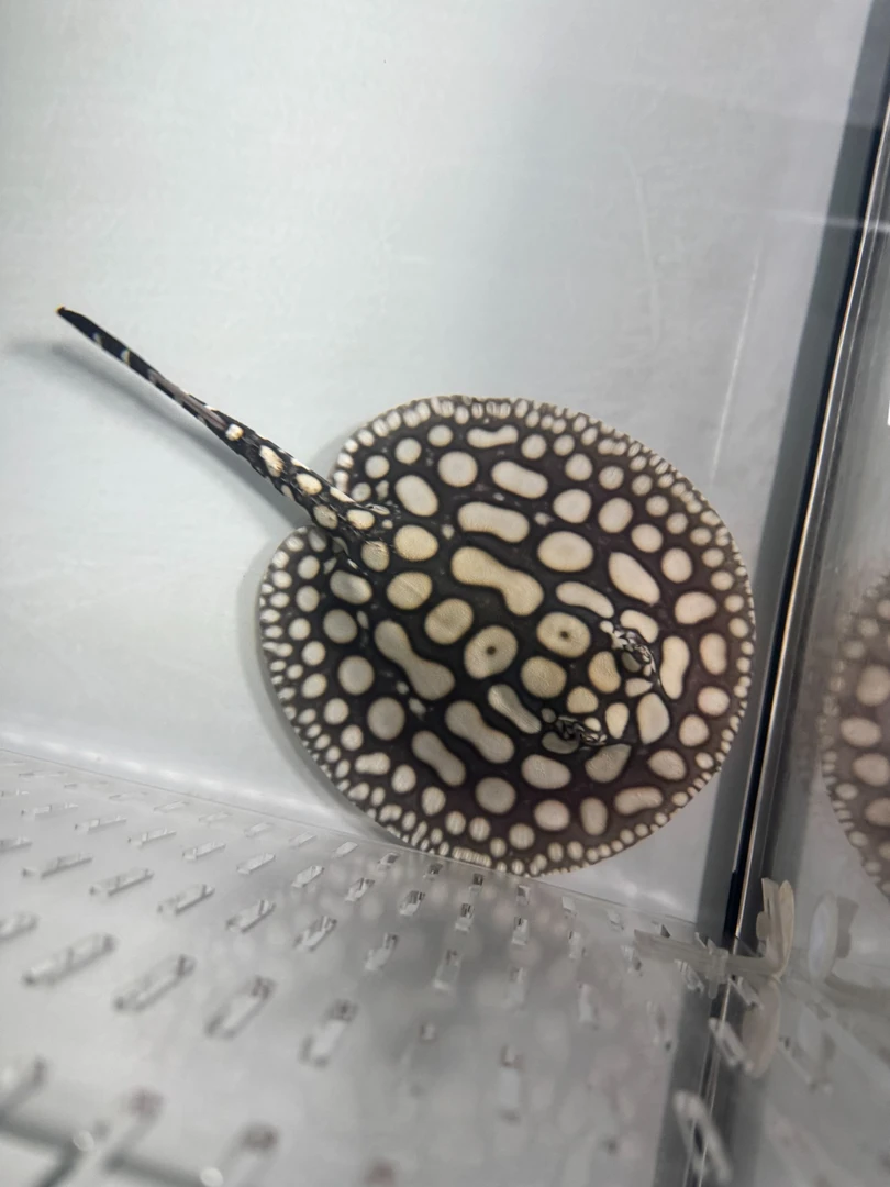 黑白皇冠虹鱼活体热带观赏鱼（以直播间为准）