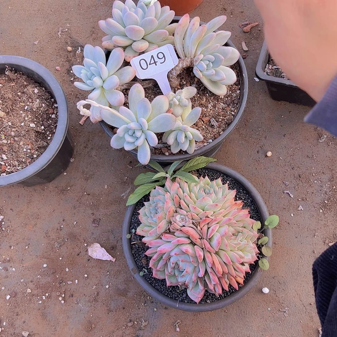 r***i049两个一组30不售后