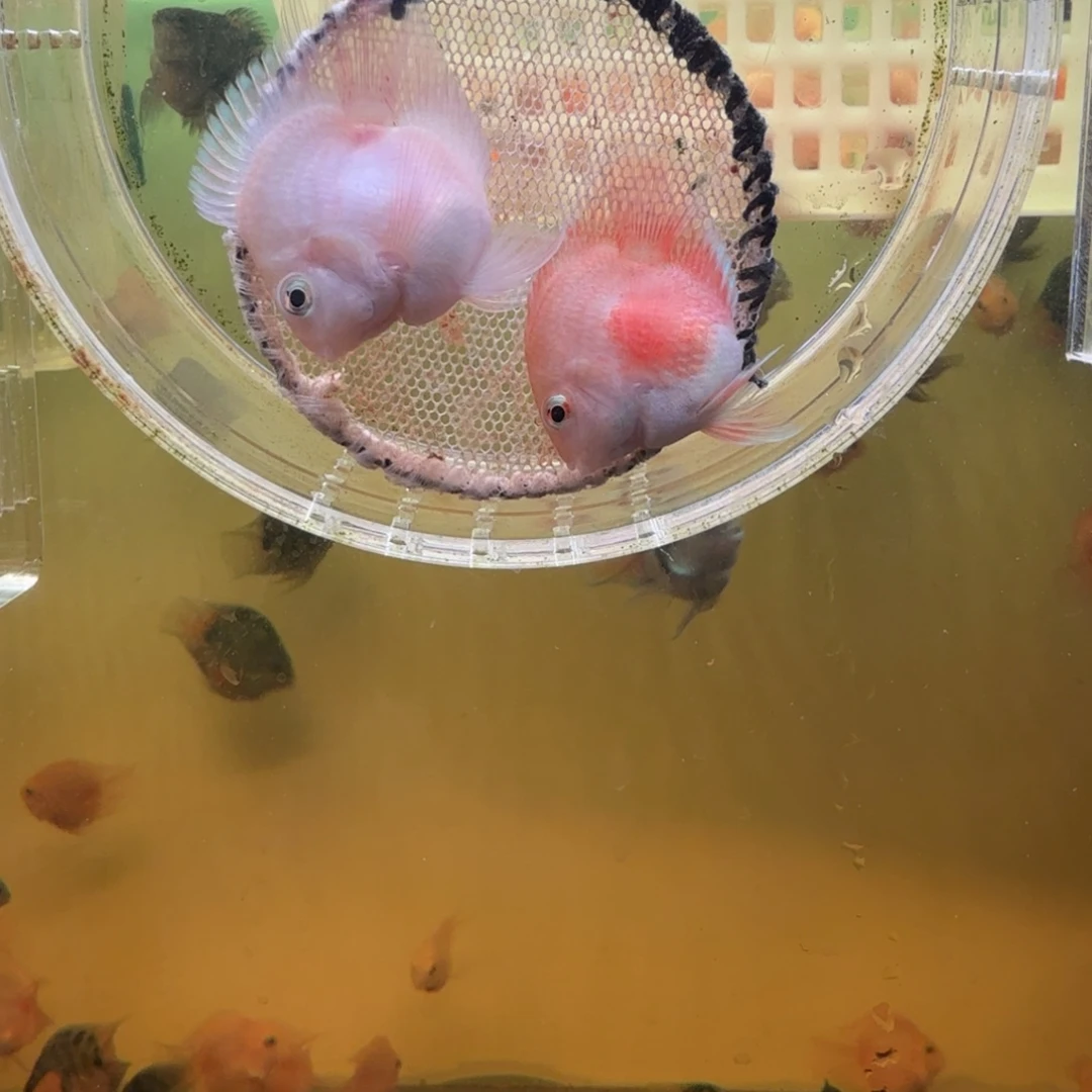 鹦鹉鱼胭脂粉一对