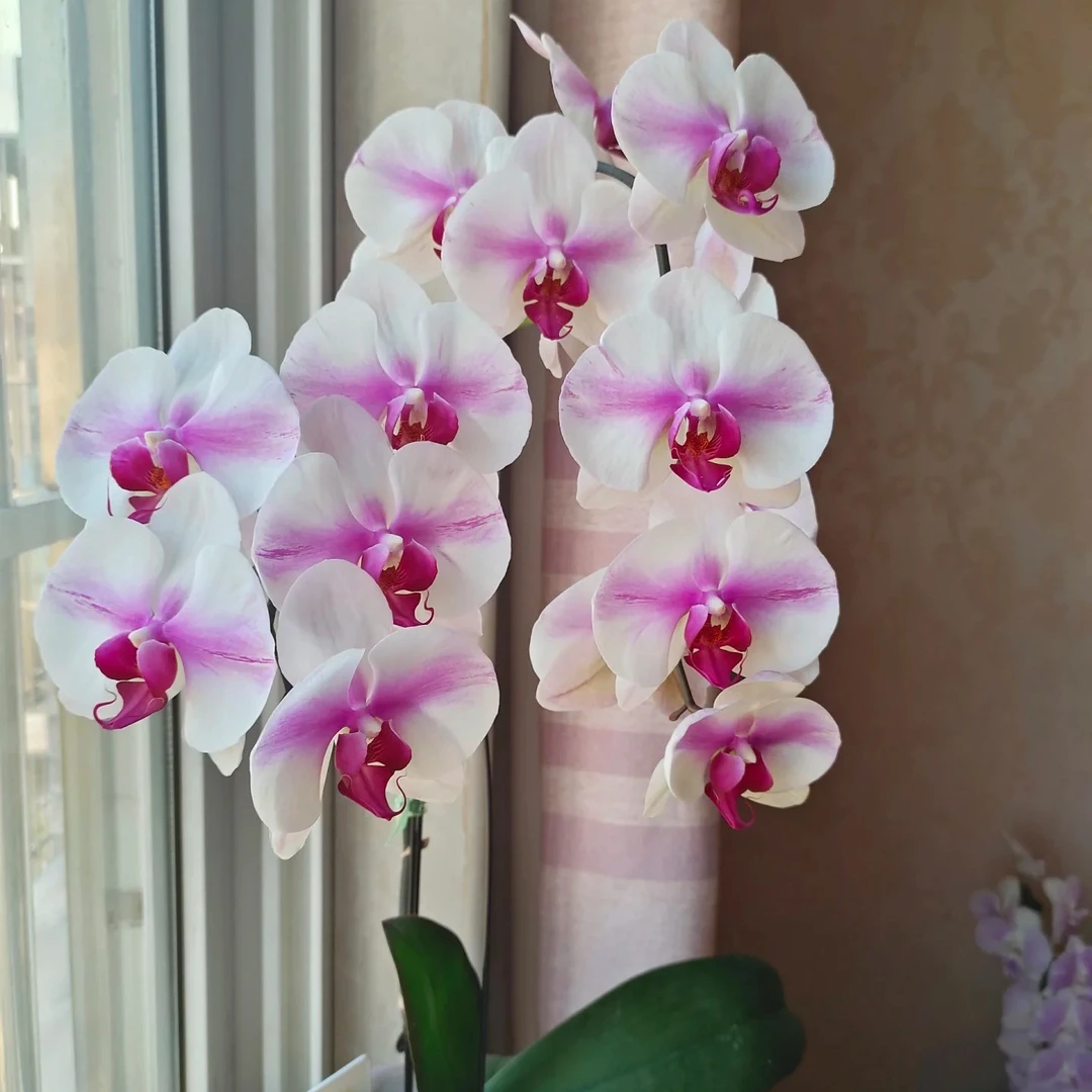 【婚纱】蝴蝶兰2.8寸杯带花剑，两单包邮
