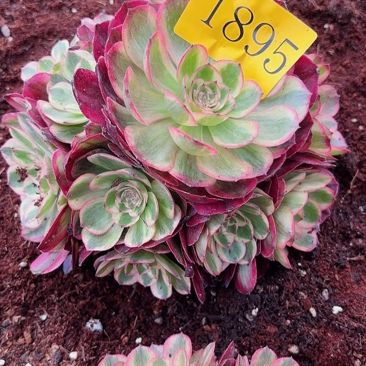 烟***天多肉植物福利1895