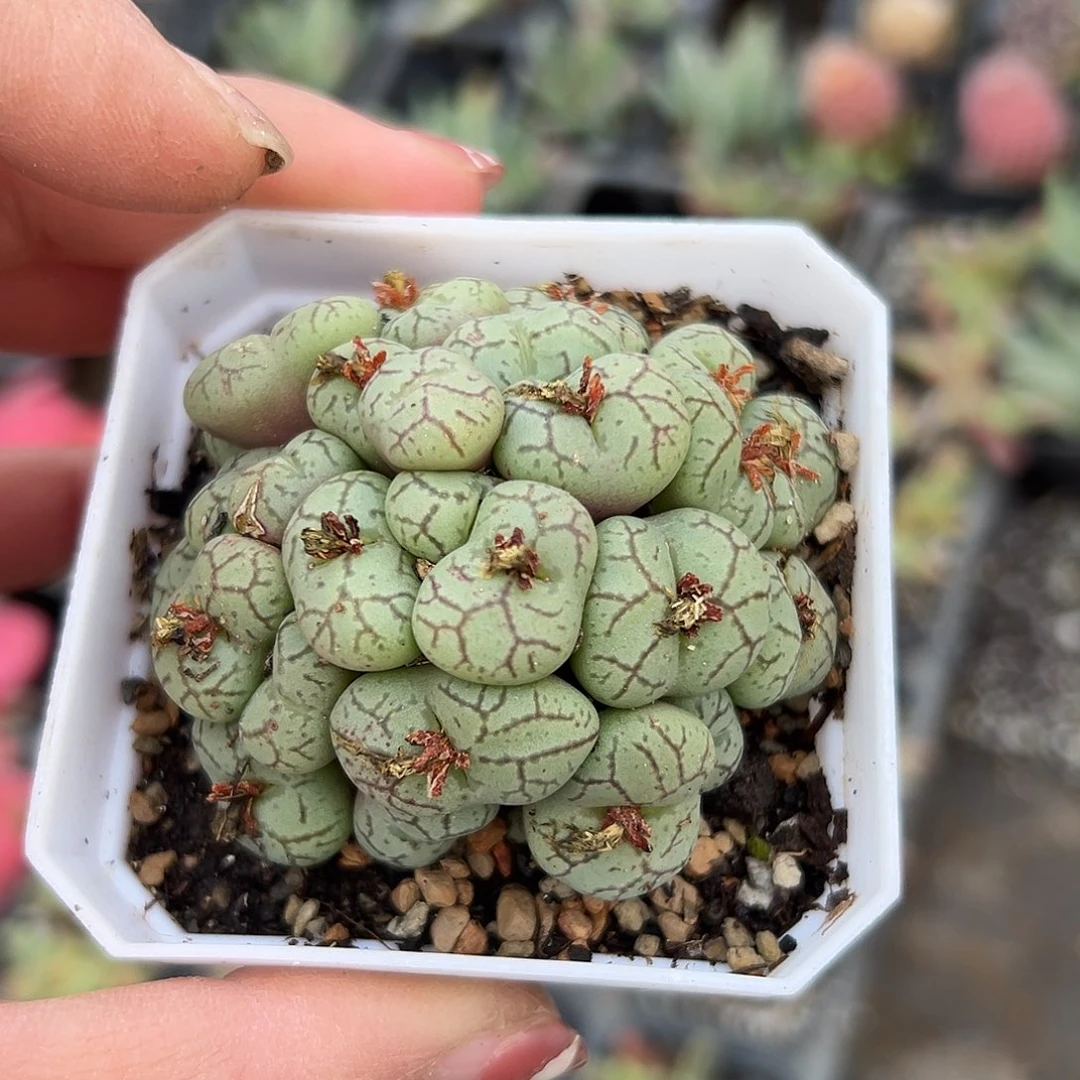 多肉植物安贞开花