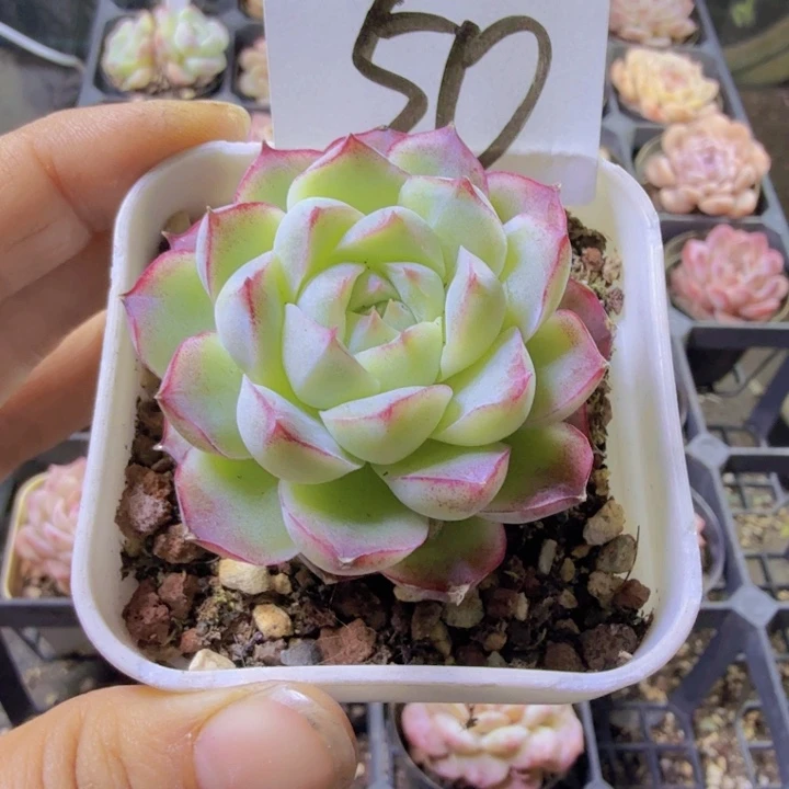 T***乖50.qqqqqqwwwwwwww