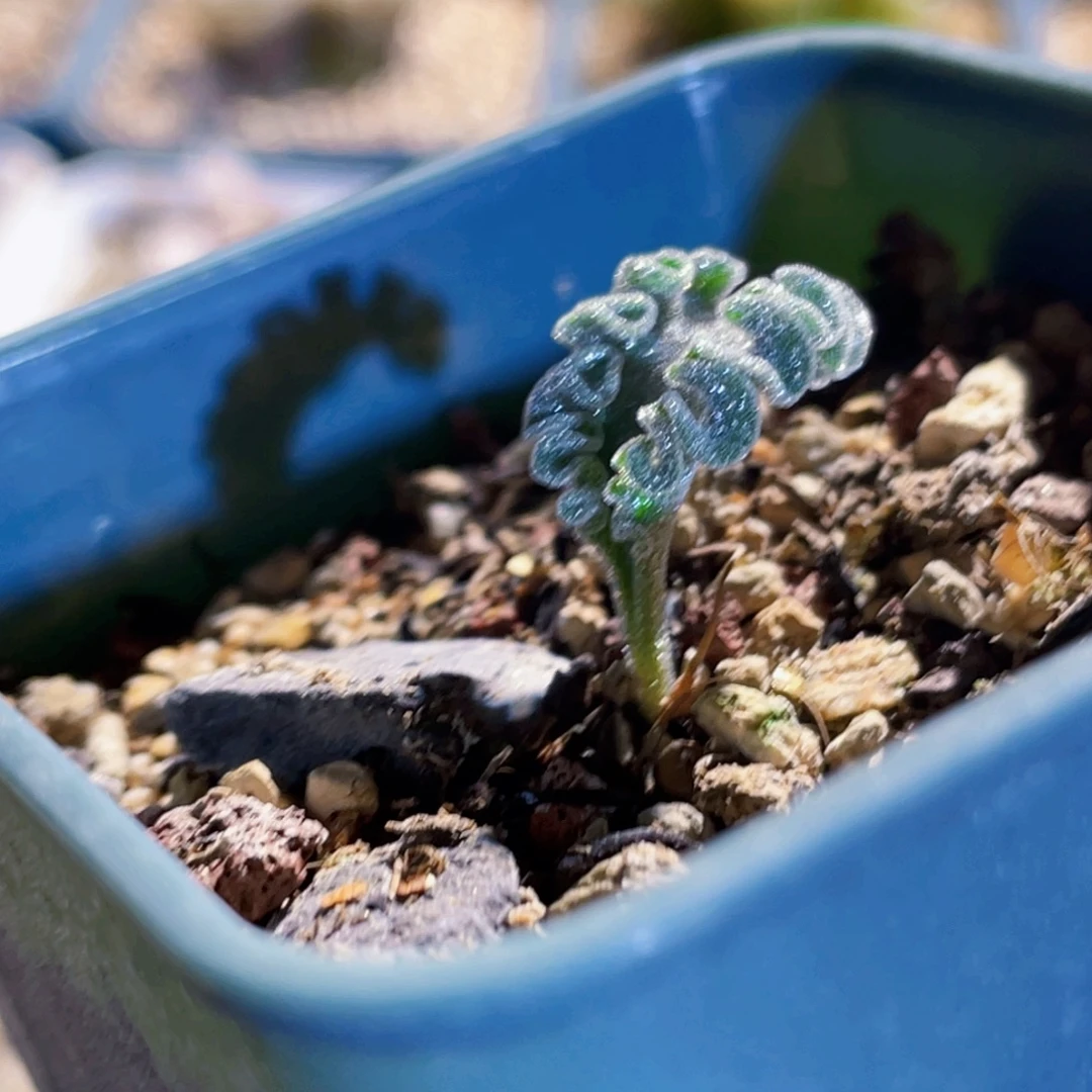冰晶海带植物一物一拍
