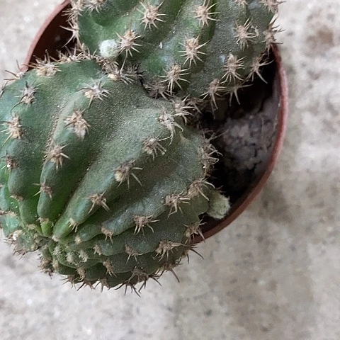 双头丽花，2579900