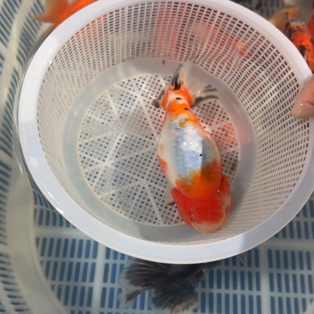 龙睛金鱼兰寿泰式将军金鱼