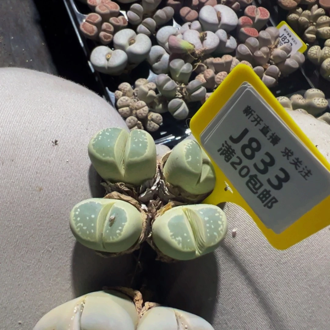 Q***姐833 生石花大群生一物一拍