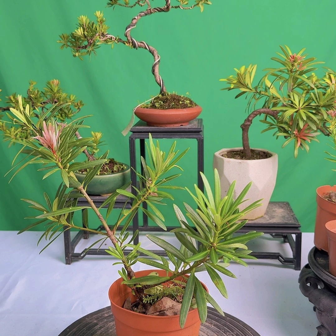 不开花植物紫色1号扦插苗