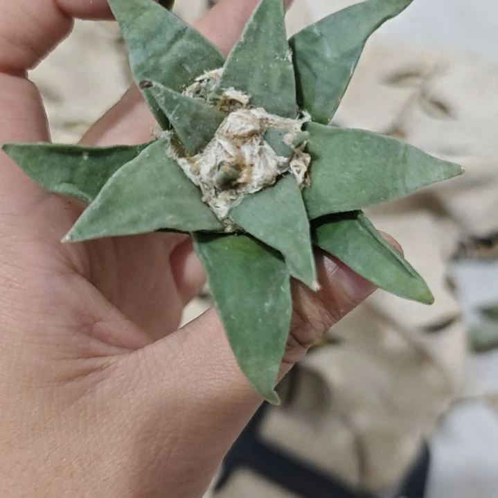 一物一拍，实生仙人球！！